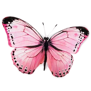 Pink Butterfly Close-up Png 06212024 PNG image