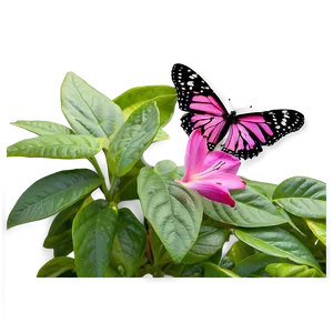 Pink Butterfly In Garden PNG 69 PNG