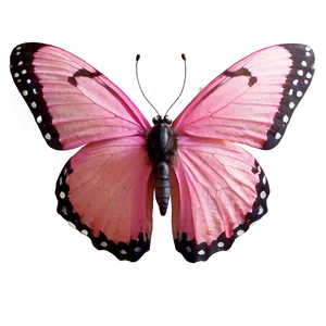 Pink Butterfly In Natural Light PNG 06212024