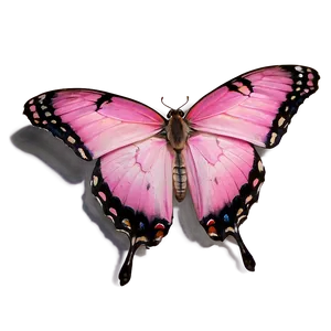 Pink Butterfly In Natural Light PNG 06212024