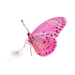 Pink Butterfly In Wild Png 06212024 PNG image