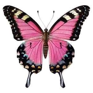 Pink Butterfly Real Life Png 06212024 PNG image