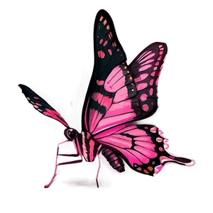 Pink Butterfly Real Life Png 15 PNG image