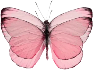 Pink Butterfly Transparent Background PNG image