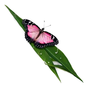 Pink Butterfly With Dew Drops PNG Fel