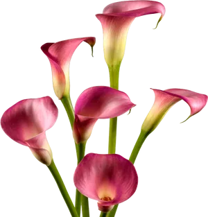 Pink Calla Lilies Floral Display PNG image