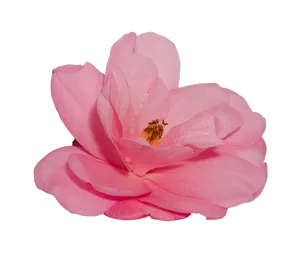 Pink Camellia Black Background