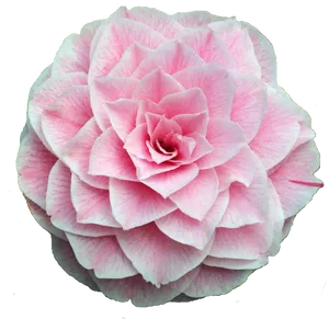 Pink Camellia Bloom PNG image