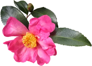 Pink Camellia Bloomand Bud PNG image