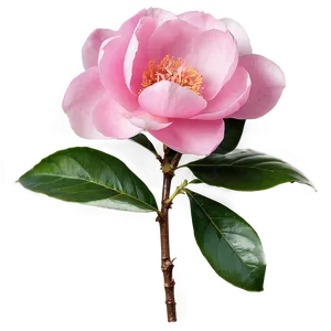 Pink Camellia Elegance PNG 67 PNG