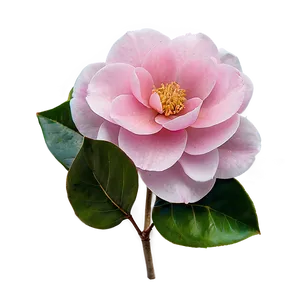 Pink Camellia Elegance PNG 7 PNG