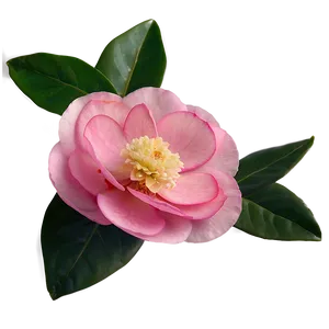 Pink Camellia Elegance PNG Uel PNG
