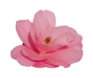 Pink Camellia Flower Isolated Background