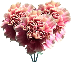 Pink Carnation Bouquet Isolated PNG image