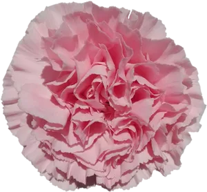 Pink Carnation Close Up PNG image