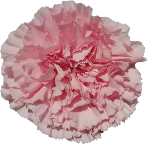 Pink Carnation Close Up PNG