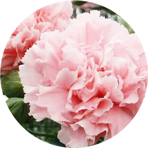 Pink Carnation Closeup PNG image