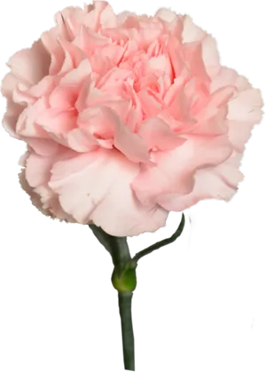 Pink Carnation Flower Bloom PNG