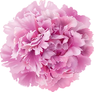 Pink Carnation Flower PNG image
