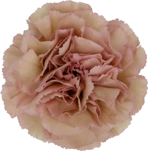 Pink Carnation Flower Closeup PNG