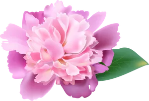 Pink Carnation Flower Illustration PNG image
