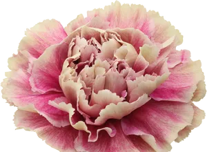 Pink Carnation Flower Isolated PNG image