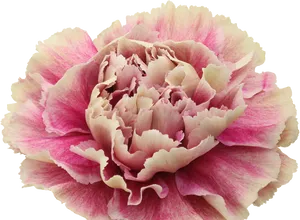 Pink Carnation Flower Isolated.png PNG