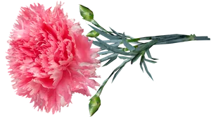 Pink Carnation Flower Transparent Background PNG image