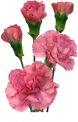 Pink Carnation Mocha Sweet PNG image
