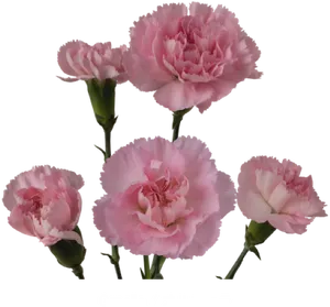 Pink Carnation Ornella Flowers PNG image