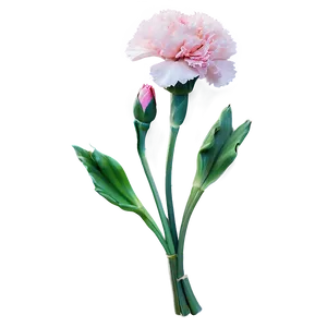 Pink Carnation Softness PNG 05242024