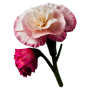 Pink Carnation Softness PNG Fkv12