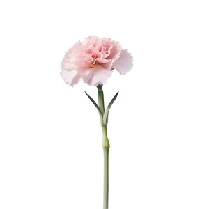 Pink Carnation Softness PNG Nsy