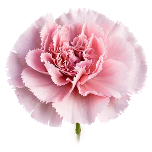 Pink Carnation Softness PNG Xhn43