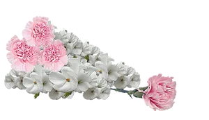 Pink_ Carnations_and_ White_ Flowers_ Arrangement PNG image