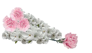Pink_ Carnations_and_ White_ Phlox_ Flowers