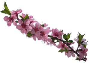 Pink Cherry Blossom Branch