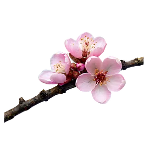 Pink Cherry Blossom PNG 05242024