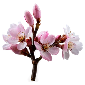 Pink Cherry Blossom PNG 93