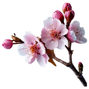 Pink Cherry Blossom PNG Lak69