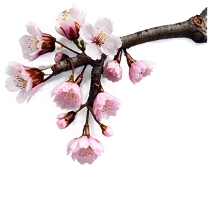 Pink Cherry Blossom PNG Rqr