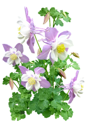 Pink_ Columbine_ Flowers_ Against_ Black_ Background