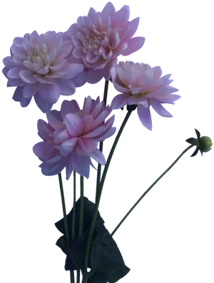 Pink Dahlia Bouquet Floral Display PNG image