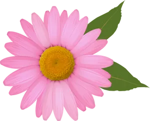 Pink Daisy Black Background PNG image