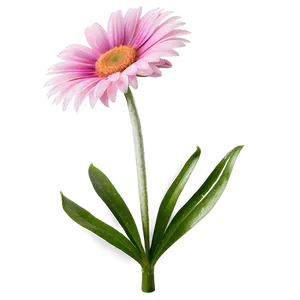Pink Daisy Bloom PNG 13