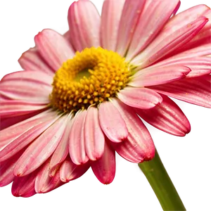 Pink Daisy Bloom PNG Glr41