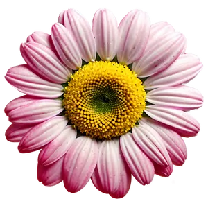 Pink Daisy Bloom PNG Vjq