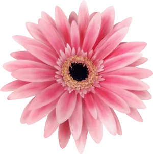 Pink Daisy Flower Closeup PNG image