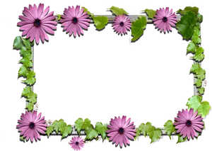 Pink Daisy Flower Frameon Black Background PNG image