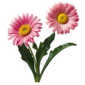 Pink Daisy Flowers PNG 86 PNG
